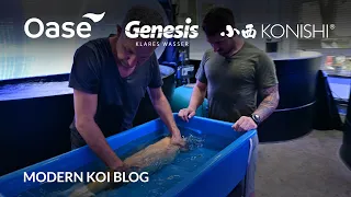 Modern Koi Blog #5478 - Koiselektion mit Skilegende Marcel Hirscher 3/3