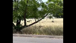 Coyote gets afternoon snack ☺️