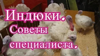 Индюки. Советы по разведению с Выставки Золотая Осень 2016.