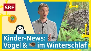 Zurich Film Festival, Zugvögel und Igel im Winterschlaf | Kinder-News | SRF Kids – Kindervideos