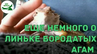 ещё немного о линьке бородатых агам