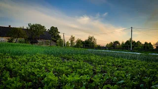 Більш всього попало КАРТОПЛІ-Заморозки тільки почались,а ВЖЕ є ВТРАТИ.