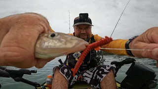 Catching King George Whiting on soft Plastics Sand Worm.