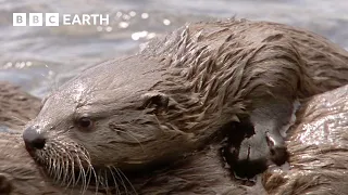Mother Otter Gives Pups First Hunting Lesson | Yellowstone | BBC Earth