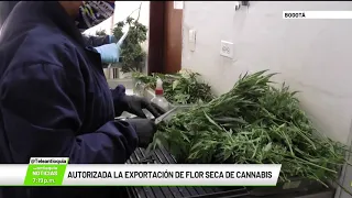 Autorizada la exportación de flor seca de cannabis - Teleantioquia Noticias