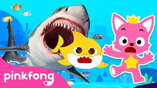 Petak Umpet bersama Keluarga Hiu + dan lain-lain | Kumpulan Kartun & Lagu | Pinkfong