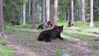 Bears scattering when a bigger male appears. Martinselkonen, 7 June 2022