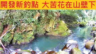 開發新釣點 大苦花在山壁下 @熱血沸騰激戰肥花 #苦花 #溪釣