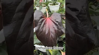 beautiful anthurium flower hybrid by modeanum. plant. #anthuriumflowers