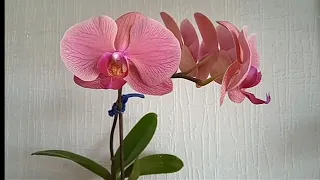 УГРОБИЛА и ВОССТАНОВИЛА орхидею