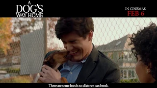 A DOGS WAY HOME - in cinemas Feb 6