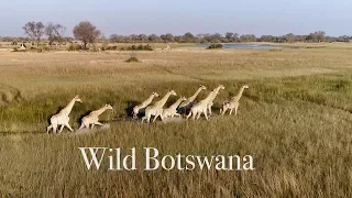 Best Drone Video of African Wildlife. Wild Botswana  4K