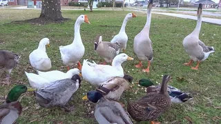 Feeding the Ducks & Geese at the Park