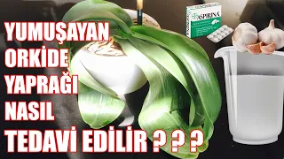 Orkide Yaprakları Neden Sarkar | Eski Diriliğine Nasıl Gelir | 1 HAFTADA MÜKEMMEL SONUÇ ! ! !