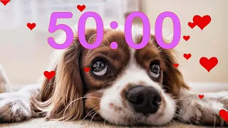 50 Minute 💗 Valentine's Day 💗 Puppy Dog Countdown Timer