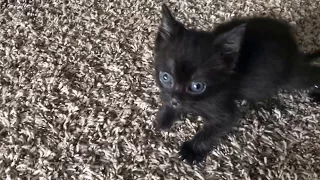 Tiny Kitten is Angry