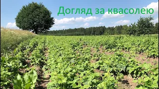 Як доглядати за квасолею. 30 днів з моменту посадки.