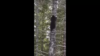Bears Climb Trees Really Fast!