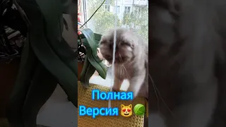 ИГРЫ КОШЕК #rbt #собака #cat #русскийчерныйтерьер #собаки #dog  #shorts #shortvideo #short #юмор