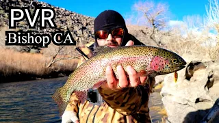 Winter Wild Trout | Pleasant Valley Reservoir | Bishop California #troutfishing #easternsierra