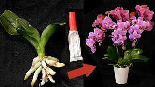 Orchids Will Grow Roots Immediately And Bloom Forever! How It’s Done!