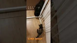 ПЕРВАЯ ВСТРЕЧА 😍Милые котики. Смешные коты. Смешные животные. Cute kittens. Cute Teddy kittens