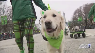 St Patrick's Day parade takes over downtown Chicago