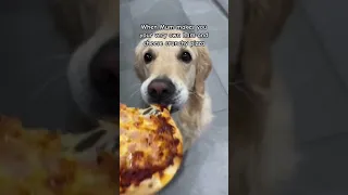 my dog loves Pizza 🍕 Yummy ham and cheese pizza