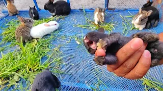 Little Baby bunny rabbit screaming | it’s So Cute Bunny crying