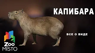 Капибара - Все о млекопитающем |  Млекопитающее капибара