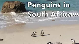 African Penguins at Boulders Beach | Penguins in Cape Town | Swimming with Penguins