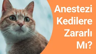 Anestezi Kedilere Zararlı Mı?