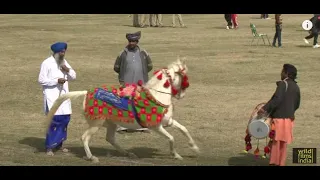 Horse made to dance to dhol beats during rural sports festival