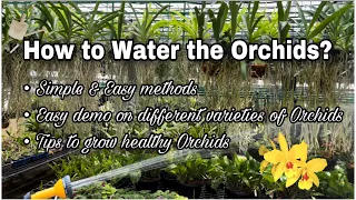 How to Water the Orchids Correctly | Simple & Easy Methods | Orchids Watering #orchids #orchidcare