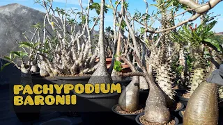 PACHYPODIUM BARONII : A BRIEF REVIEW