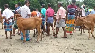 Summer love between Bull and cow. || Village Animals #cow