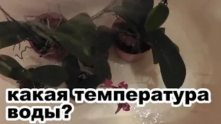 горячий душ для орхидей польза или вред? Температура воды для душа? фаленопсисы