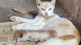 mother cat feeding kitten