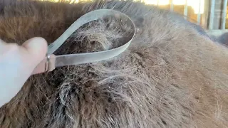 Not-Quite-Spring Horse Brushing/Shedding/Grooming Video