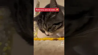 Работать это не моё..🤣 #shorts #кошки #приколы #коты #работа