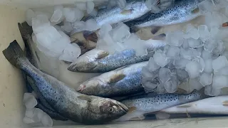 Speckled Trout Fishing In Grand Isle Louisiana Trout Fun!