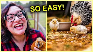 How to Get a Hen to Raise Baby Chicks 🐔🐣🐥