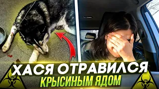 Хася Отравился🤯 СРОЧНО еду домой, потом за антидотом, а ночью в Ставрополь на переливание крови🥺