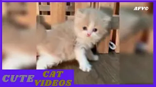 The Best Funny Cat Videos Of This Week / Funny Cat Moments 🐱 Super Laugh Time 😂