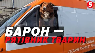 🐶ПЕС-РЯТІВНИК! Барон вивозить інших тварин з ЗОНИ БОЙОВИХ ДІЙ