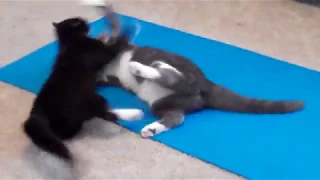 Yoga Kittens Wrestling. Sisters at 7 Months Old
