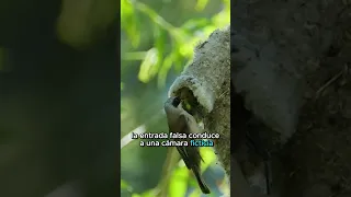 Nido Maestro: Engaño Asombroso del Pájaro Moscón 🕊️✨