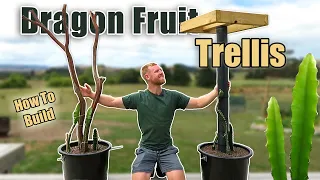 2 Ways to Build a Dragonfruit Trellis for Growing Dragon Fruit in Containers