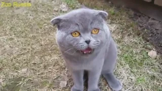 Cat Talking With Human