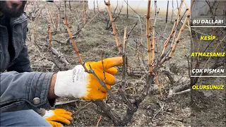 Üzüm bağlarında bu hata bağları öldürüyor aman dikkat ⚠️